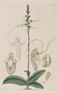 Illustrazione di Peristylus tentaculatus (come sin. Glossula tentaculata) da Unbekannt Unbekannt